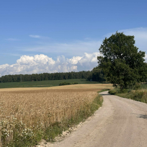 Ścieżka między kłosami, fot. Danuta Rzeszotek