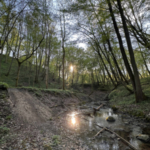 Wiosenne przebudzenie lasu, fot. Danuta Rzeszotek