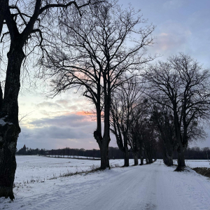 Aleja zimowych snów, fot. Danuta Rzeszotek