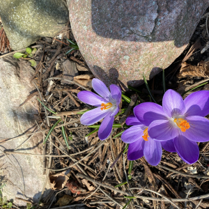 Wiosenny krokus, fot. Basia Bławat